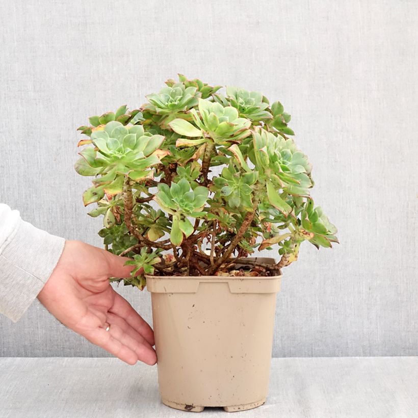 Spécimen de Aeonium Mary Ann Kunkel Pot de 3L/4L tel que livré en automne