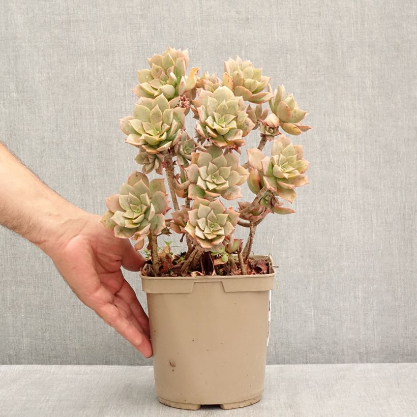 Spécimen de Aeonium Mary Ann Kunkel Pot de 3L/4L tel que livré en été