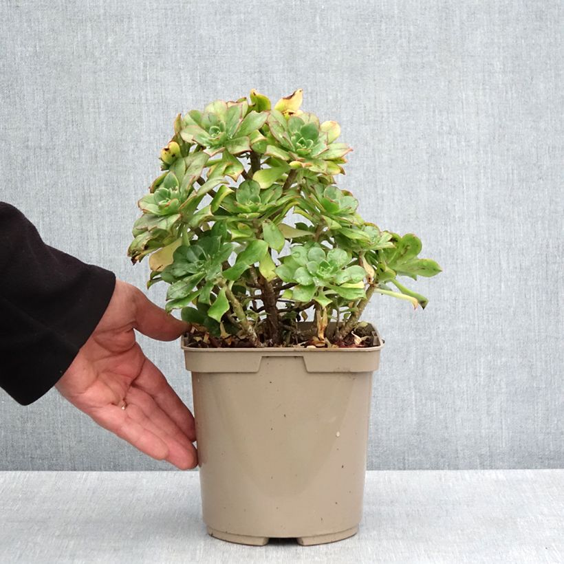 Example of Aeonium Mary Ann Kunkel Pot de 3L/4L as you get in printemps