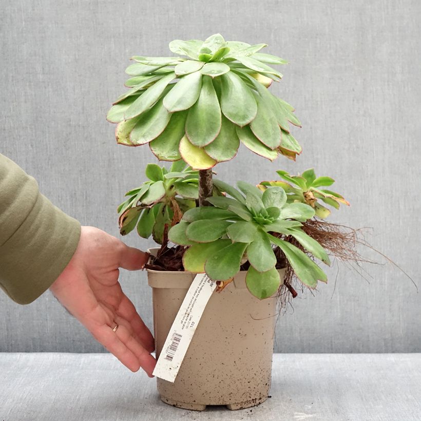 Spécimen de Aeonium Starburst Pot de 3L/4L tel que livré en hiver