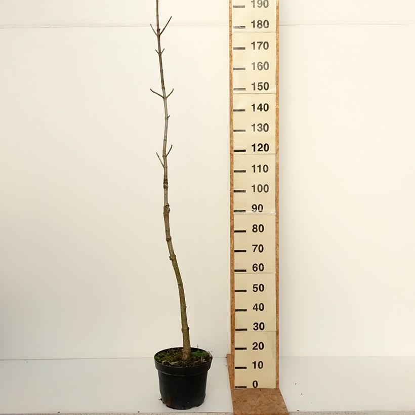 Spécimen de Aesculus chinensis - Marronnier de Chine Pot de 12L/15L tel que livré en automne