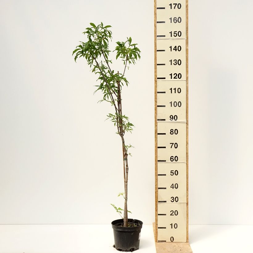 Example of Aesculus Digitata - Marronnier commun hybride Pot de 4L/5L as you get in printemps