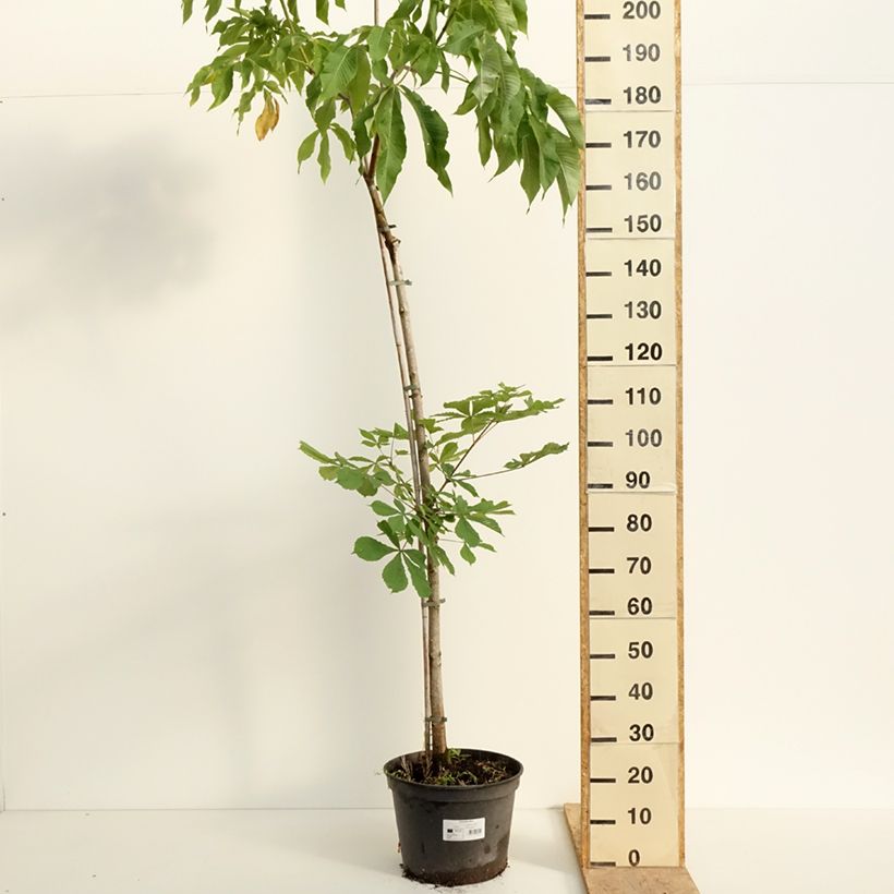 Example of Aesculus flava - Pavier, Marronnier jaune Pot de 20L/25L, Tige, Tige de 120 cm as you get in printemps