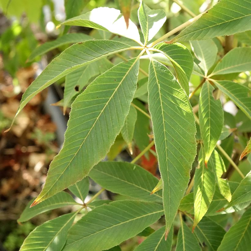 Aesculus glabra Herkenrode - Marronnier de l'Ohio (Foliage)