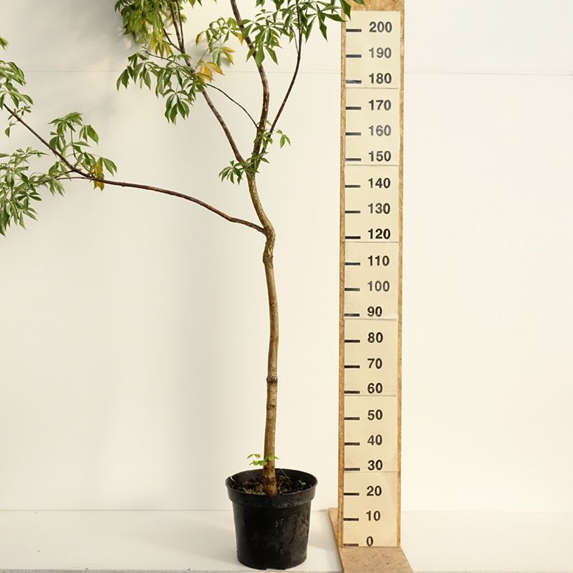 Example of Aesculus glabra October Red - Marronnier de l'Ohio Pot de 20L/25L, Tige as you get in printemps