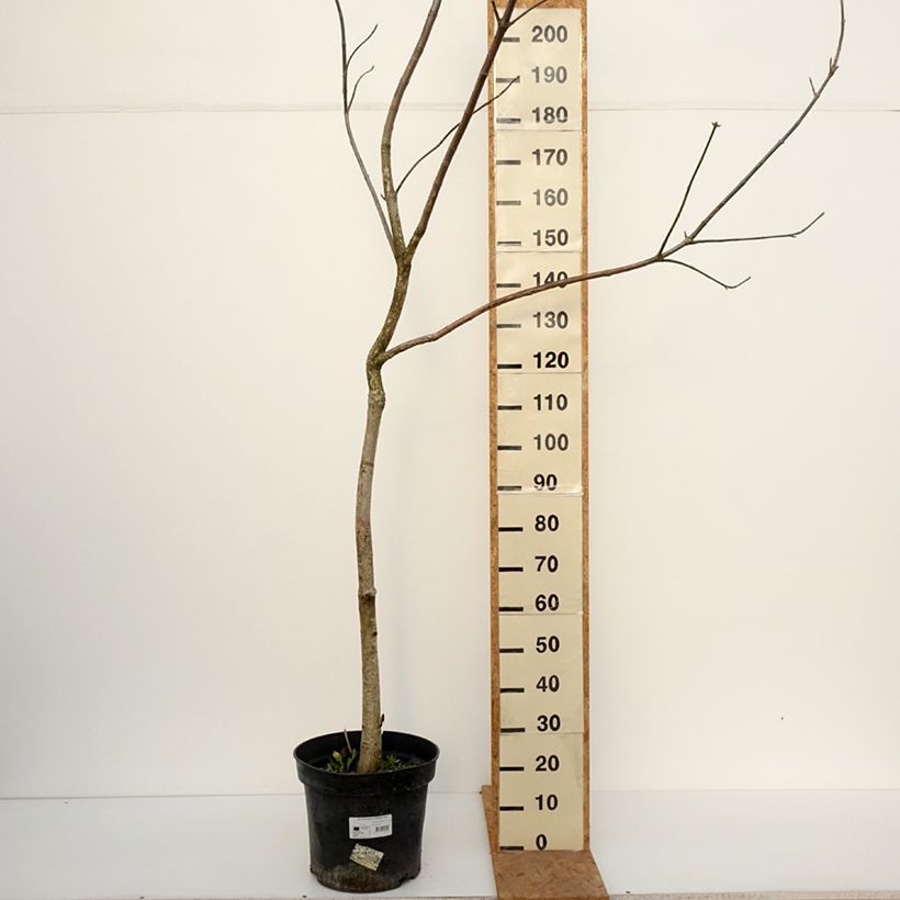 Spécimen de Aesculus glabra October Red - Marronnier de l'Ohio Pot de 20L/25L, Tige tel que livré en automne