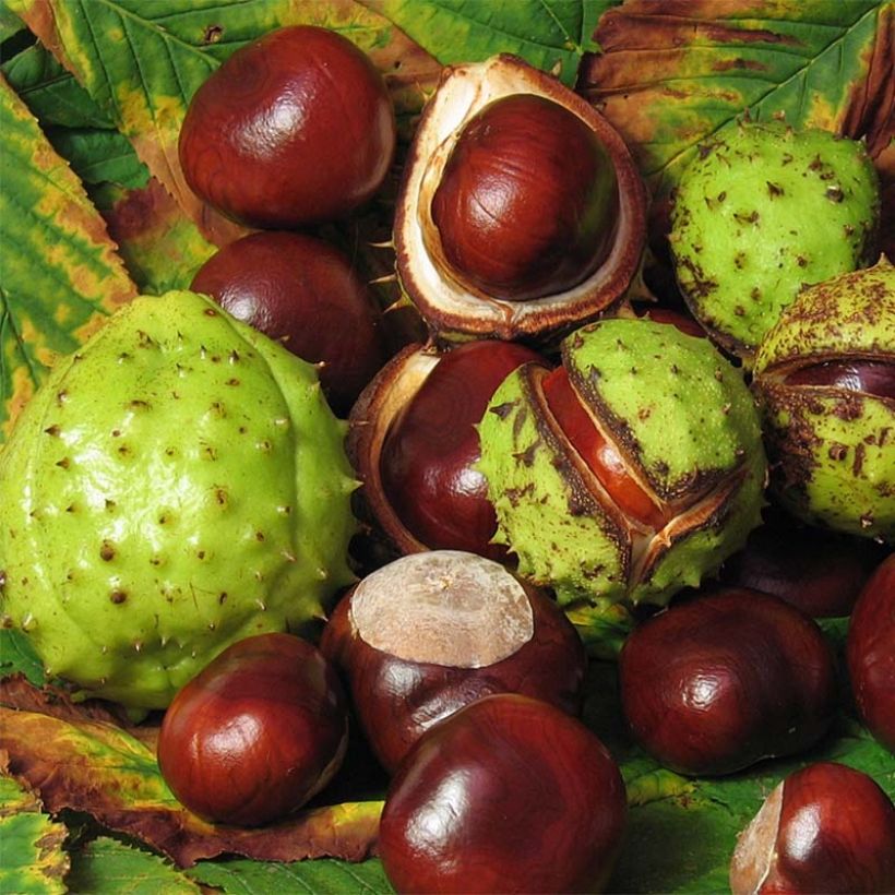 Aesculus hippocastanum - Marronnier commun (Harvest)