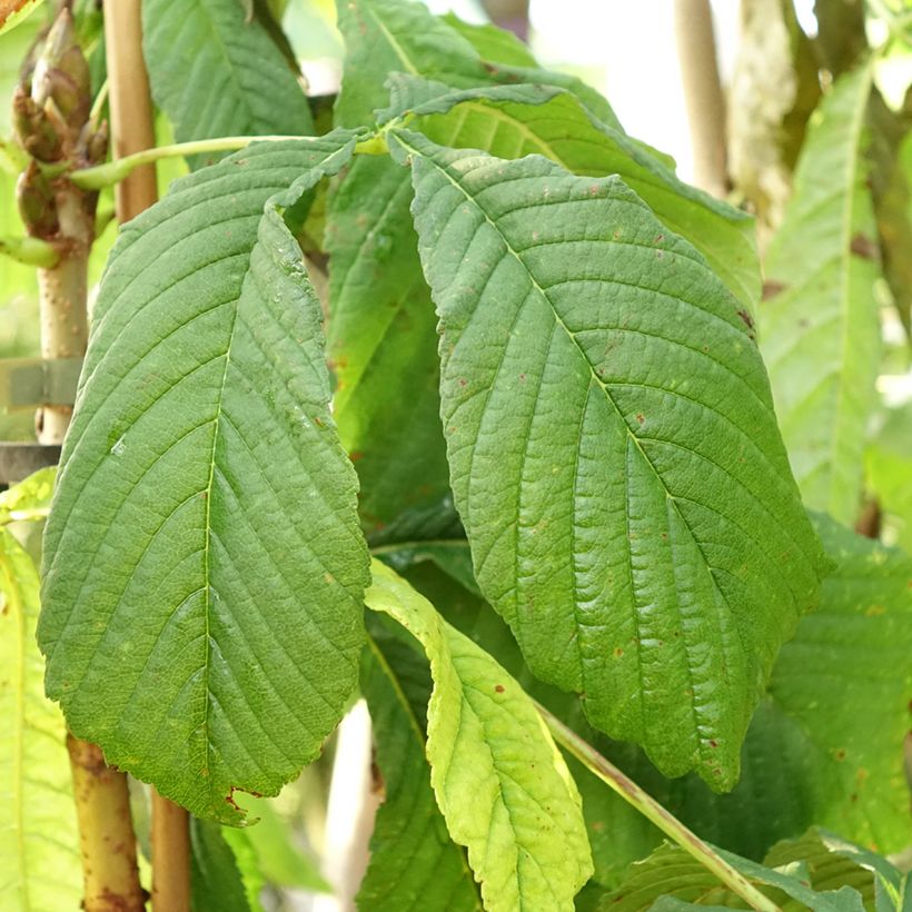 Aesculus hippocastanum Hampton Court Gold - Marronnier commun (Foliage)
