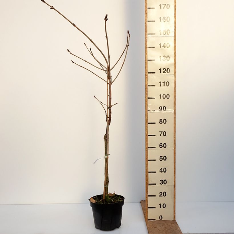 Spécimen de Aesculus hippocastanum Hampton Court Gold - Marronnier commun Pot de 4L/5L tel que livré en automne