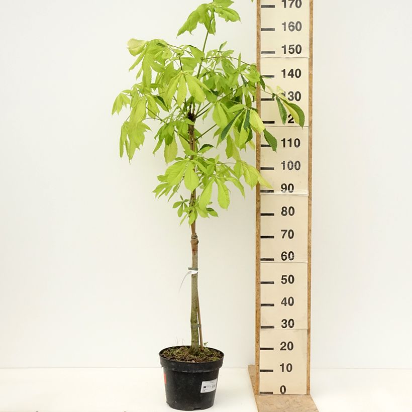 Example of Aesculus hippocastanum Hampton Court Gold - Marronnier commun Pot de 4L/5L as you get in printemps