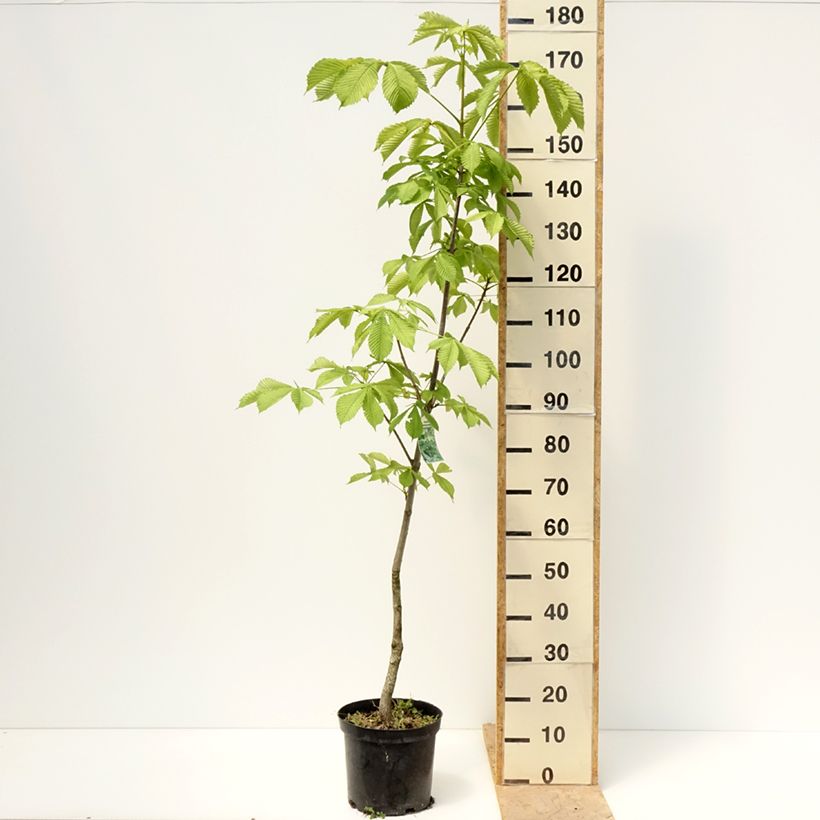 Example of Aesculus hippocastanum Memmingeri - Marronnier commun Pot de 4L/5L as you get in printemps