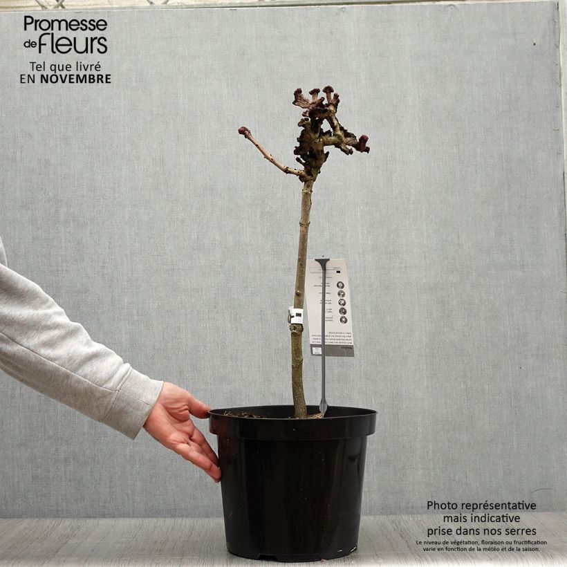 Spécimen de Aesculus hippocastanum Monstrosa - Marronnier commun Pot de 7,5L/10L, Tige, Tige de 40 cm tel que livré en automne