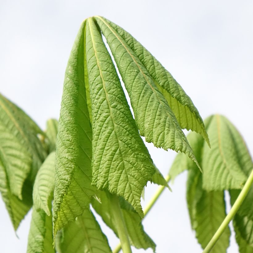 Aesculus hippocastanum Umbraculifera - Marronnier commun (Foliage)