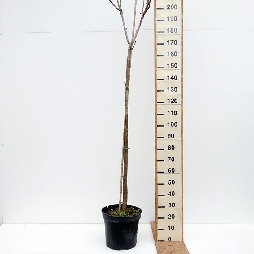 Spécimen de Aesculus hippocastanum Umbraculifera - Marronnier commun Pot de 20L/25L, Tige tel que livré en automne