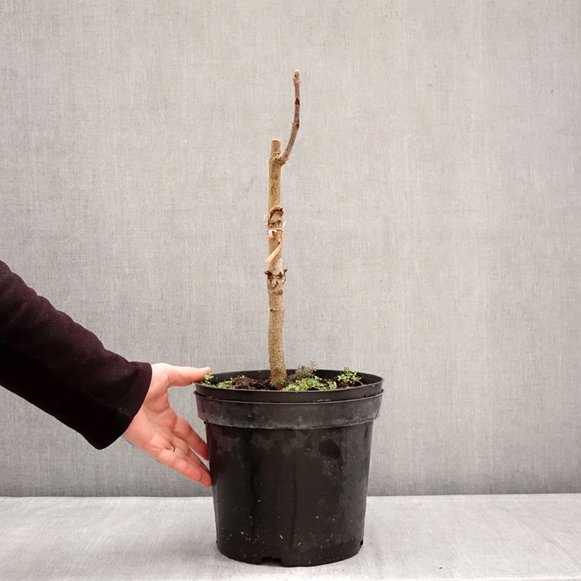 Example of Aesculus indica Sydney Pearce - Marronnier de l'Himalaya Pot de 7,5L/10L as you get in hiver