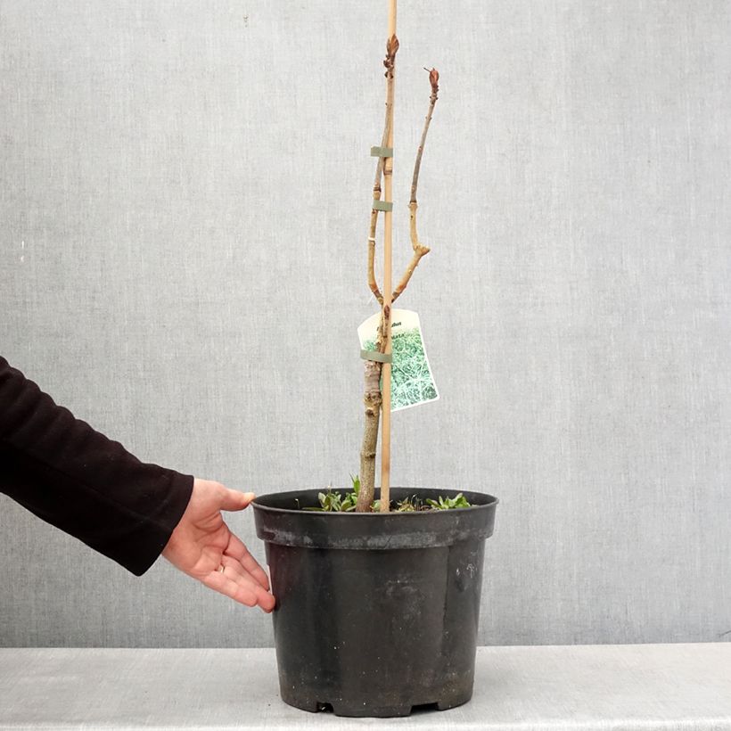 Example of Aesculus Laciniata - Marronnier commun Pot de 7,5L/10L as you get in printemps