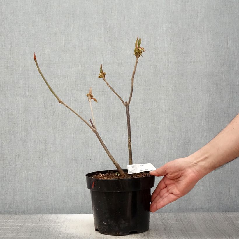 Example of Aesculus parviflora - Pavier blanc Pot de 2L/3L as you get in printemps