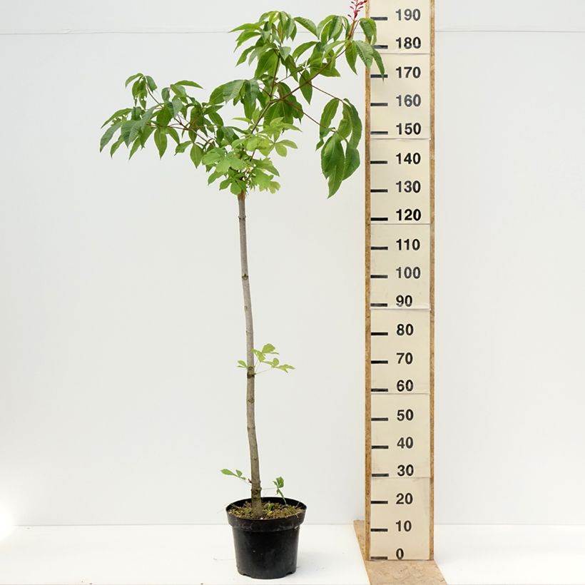Spécimen de Aesculus pavia Humilis - Marronnier d'ornement  à fleurs rouges Pot de 7,5L/10L tel que livré au printemps