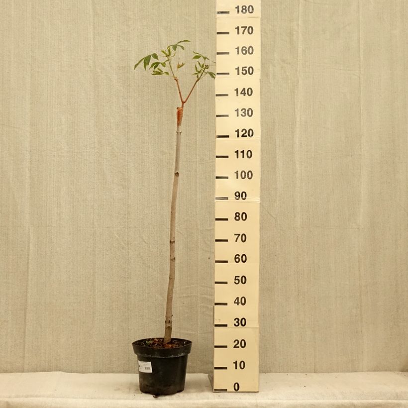 Spécimen de Aesculus pavia Humilis - Marronnier d'ornement  à fleurs rouges Pot de 7,5L/10L tel que livré en été
