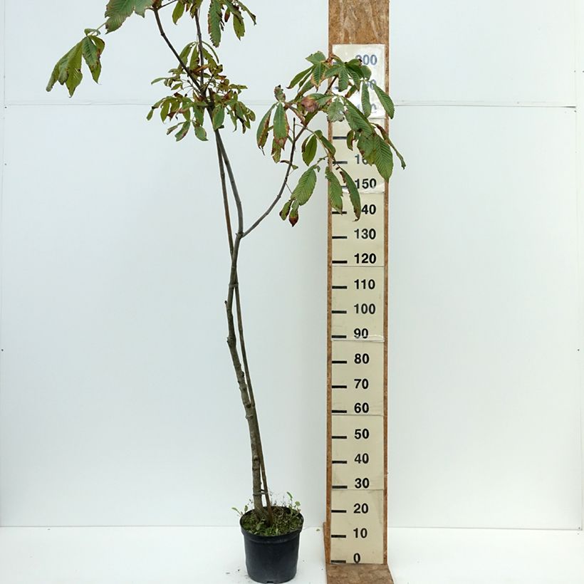 Spécimen de Aesculus x bushii - Marronnier d'ornement Pot de 7,5L/10L, Tige tel que livré en été