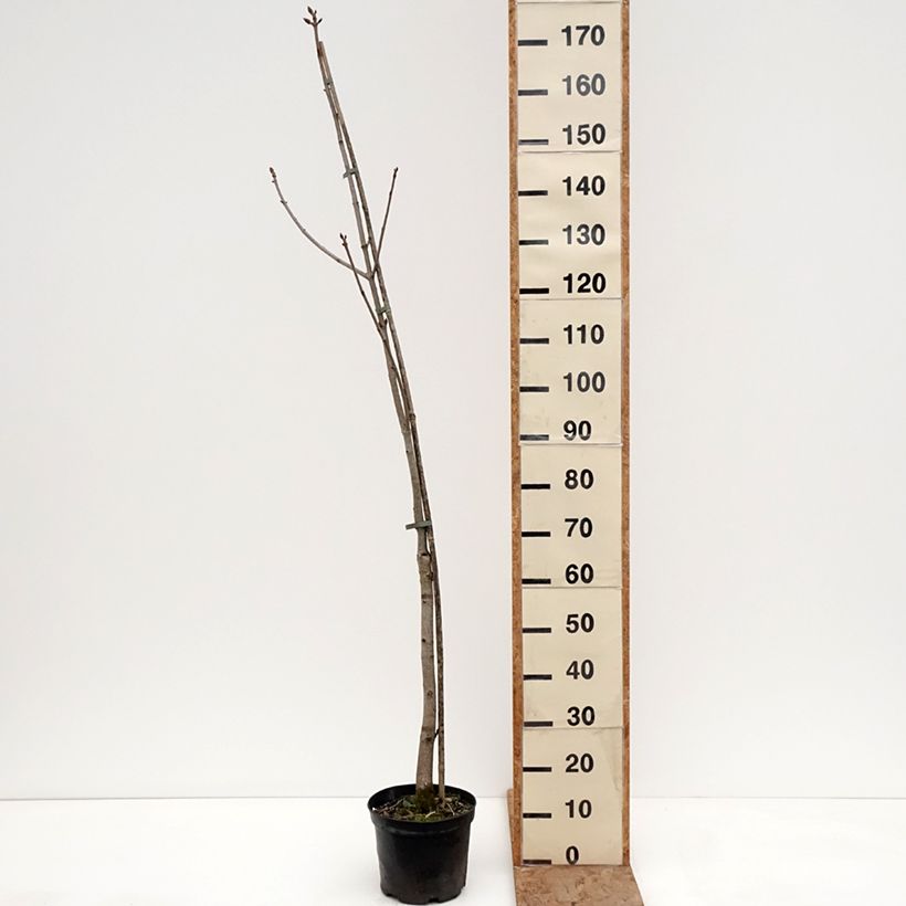 Example of Aesculus x bushii - Marronnier d'ornement Pot de 7,5L/10L, Tige as you get in hiver