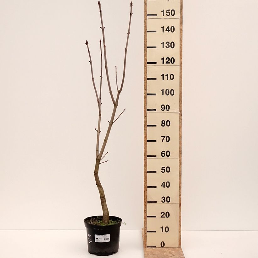 Example of Aesculus x carnea Plantierensis - Marronnier rouge Pot de 7,5L/10L as you get in hiver