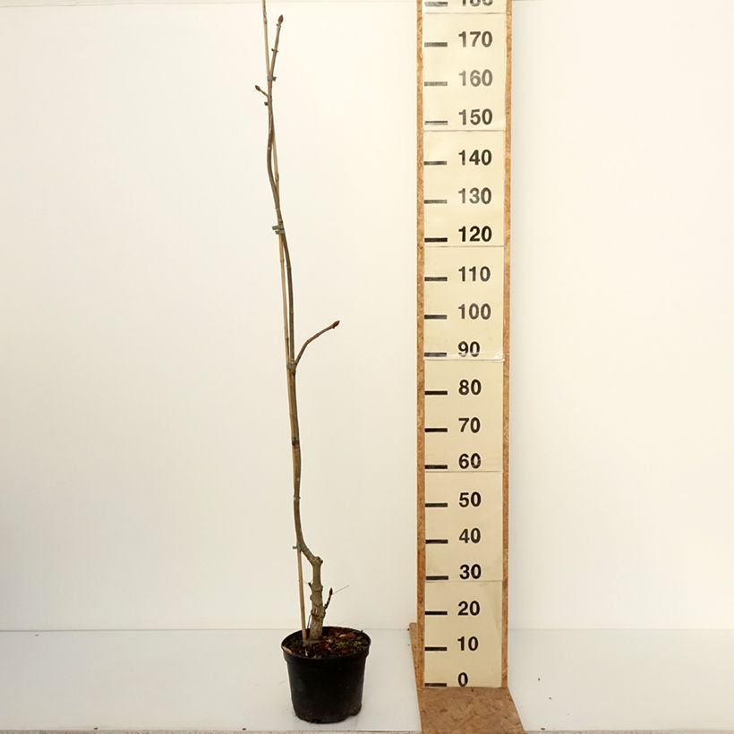 Spécimen de Aesculus x dallimorei - Marronnier chimère de Dallimore Pot de 4L/5L tel que livré en automne