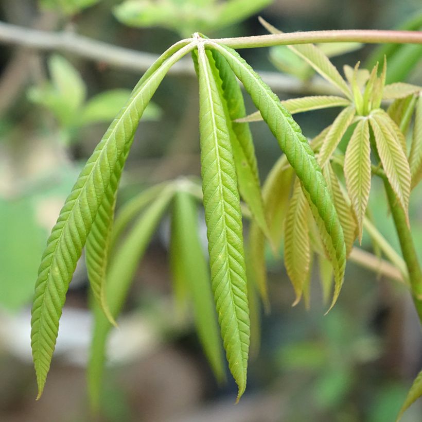Aesculus x glaucescens - Marronnier aurore (Foliage)