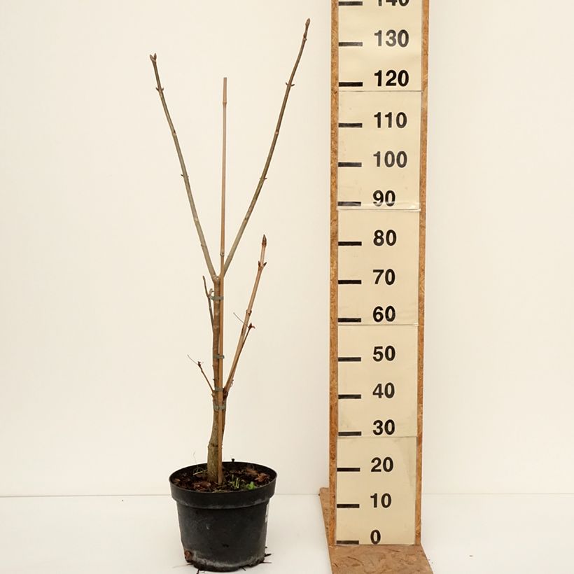Spécimen de Aesculus x glaucescens - Marronnier aurore Pot de 7,5L/10L tel que livré en automne