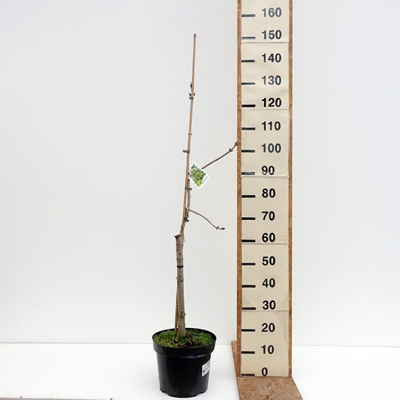 Example of Aesculus x neglecta Erythroblastos - Marronnier d'ornement Pot de 7,5L/10L as you get in hiver