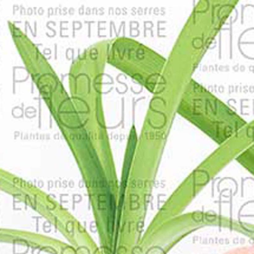 Agapanthe Blue Heaven (Foliage)