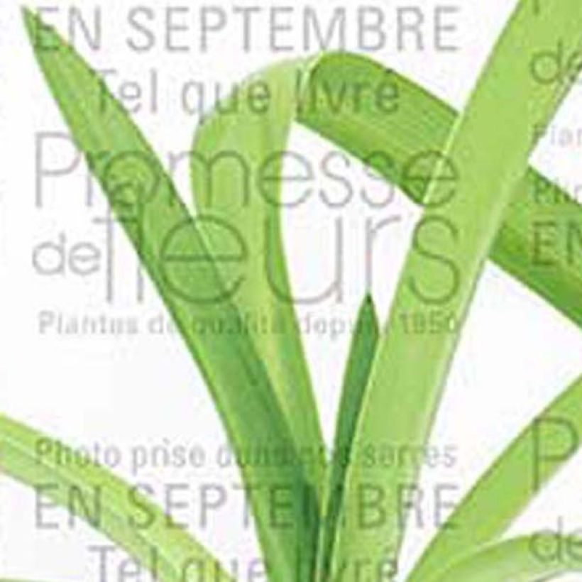 Agapanthe White Heaven (Foliage)