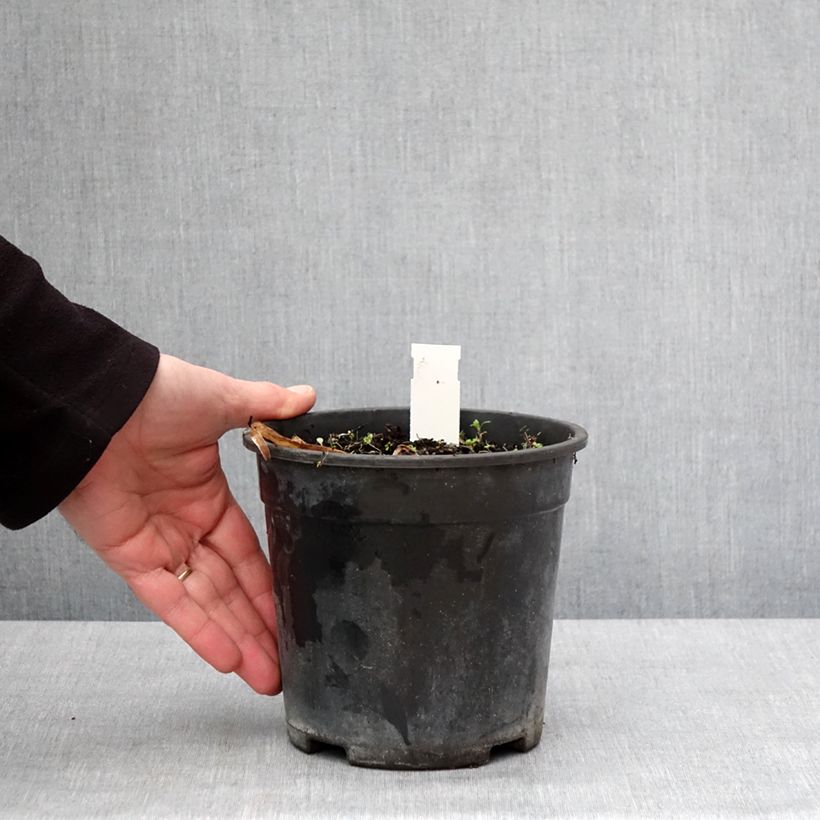 Example of Agapanthe Back in Black Pot de 2L/3L as you get in hiver