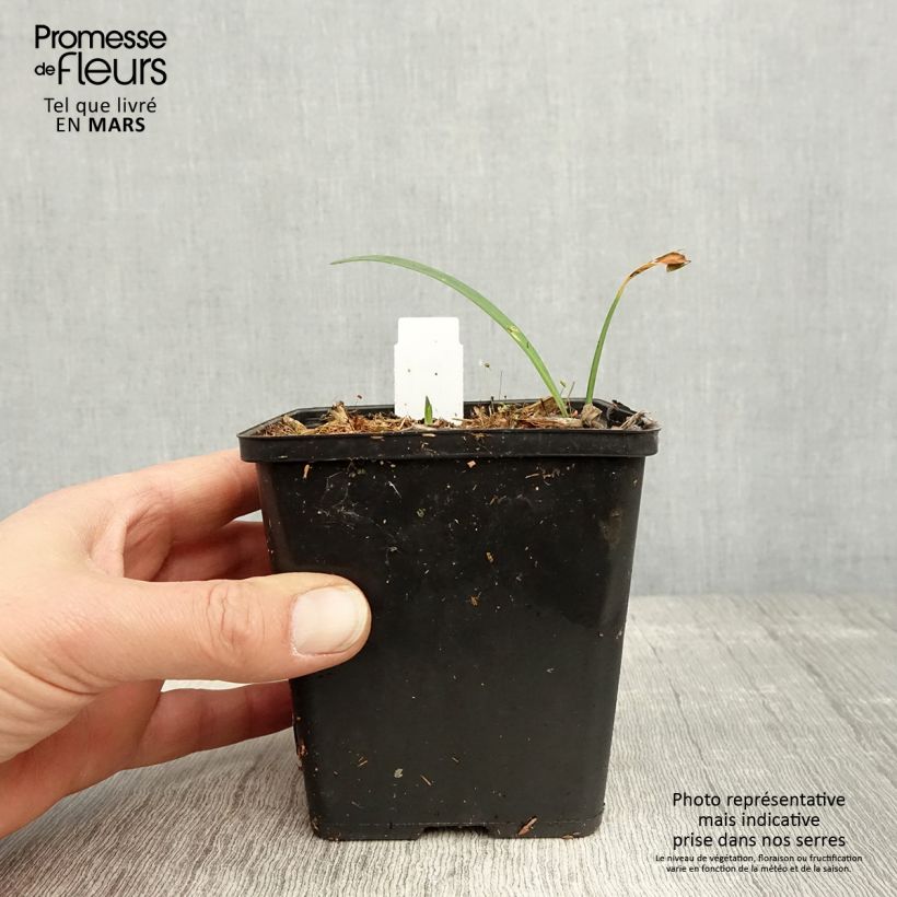 Example of Agapanthe Black Buddhist Godet de 8/9 cm as you get in printemps