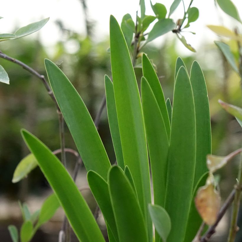 Agapanthe Black Buddhist (Foliage)
