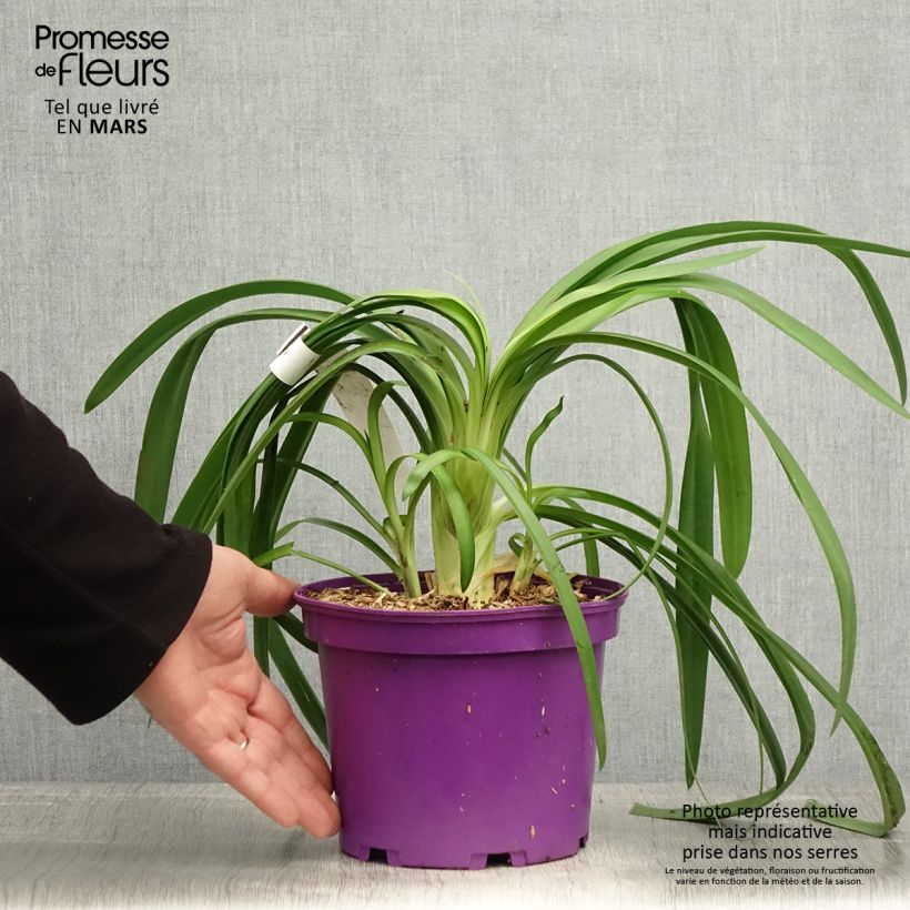 Example of Agapanthe Black Jack Pot de 1,5L/2L as you get in printemps