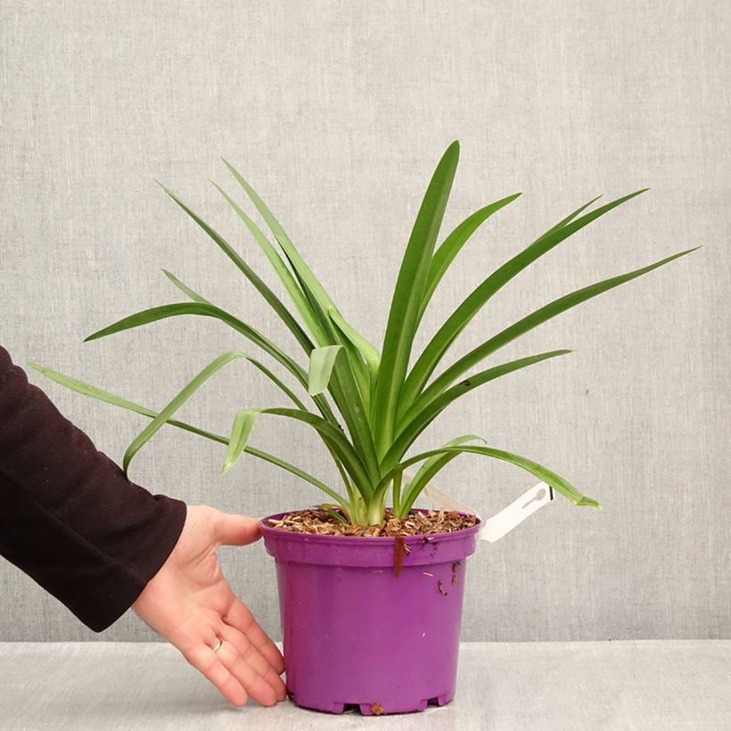 Spécimen de Agapanthe Black Jack Pot de 3L/4L tel que livré en automne