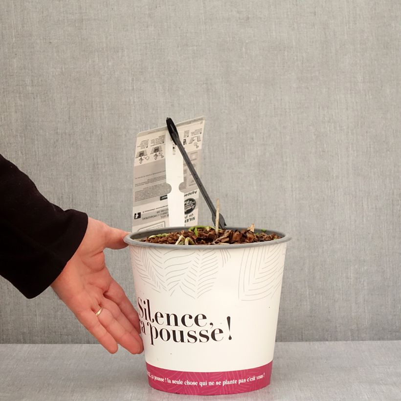 Example of Agapanthe Black Jack Pot de 3L/4L as you get in hiver