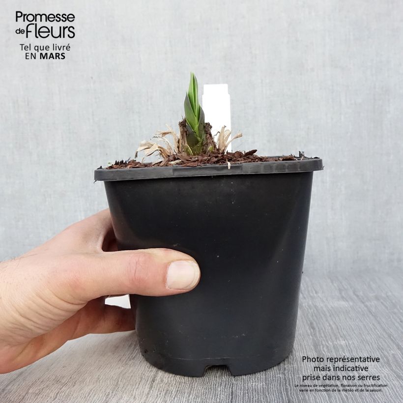 Example of Agapanthe Black Magic Pot de 2L/3L as you get in printemps