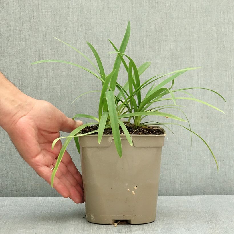 Spécimen de Agapanthe Blue Baby Pot de 2L/3L tel que livré en été