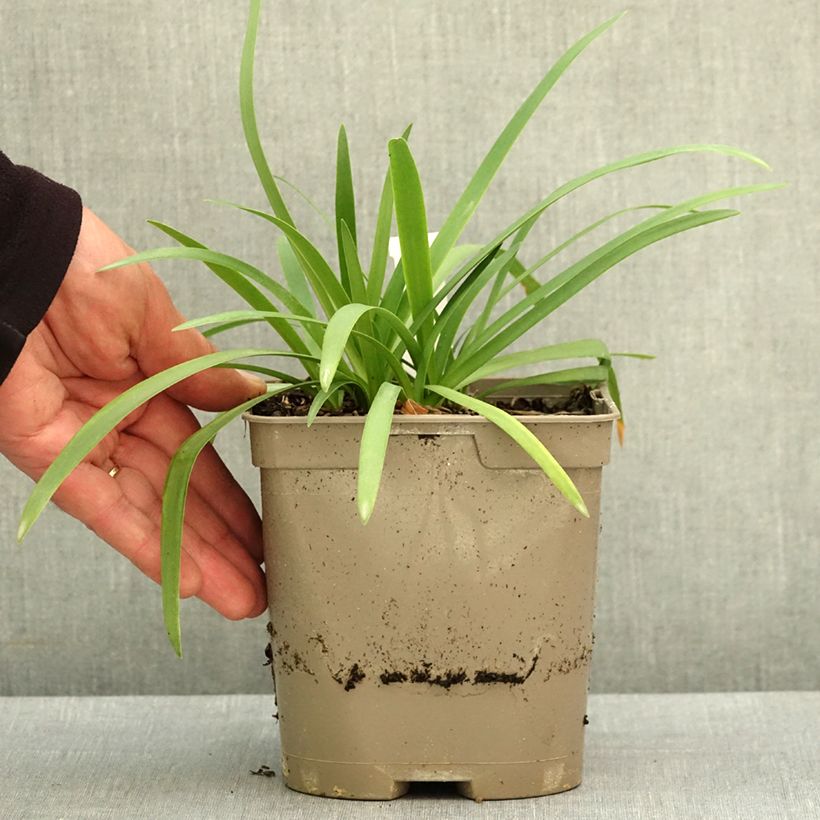 Spécimen de Agapanthe Blue Baby Pot de 2L/3L tel que livré au printemps