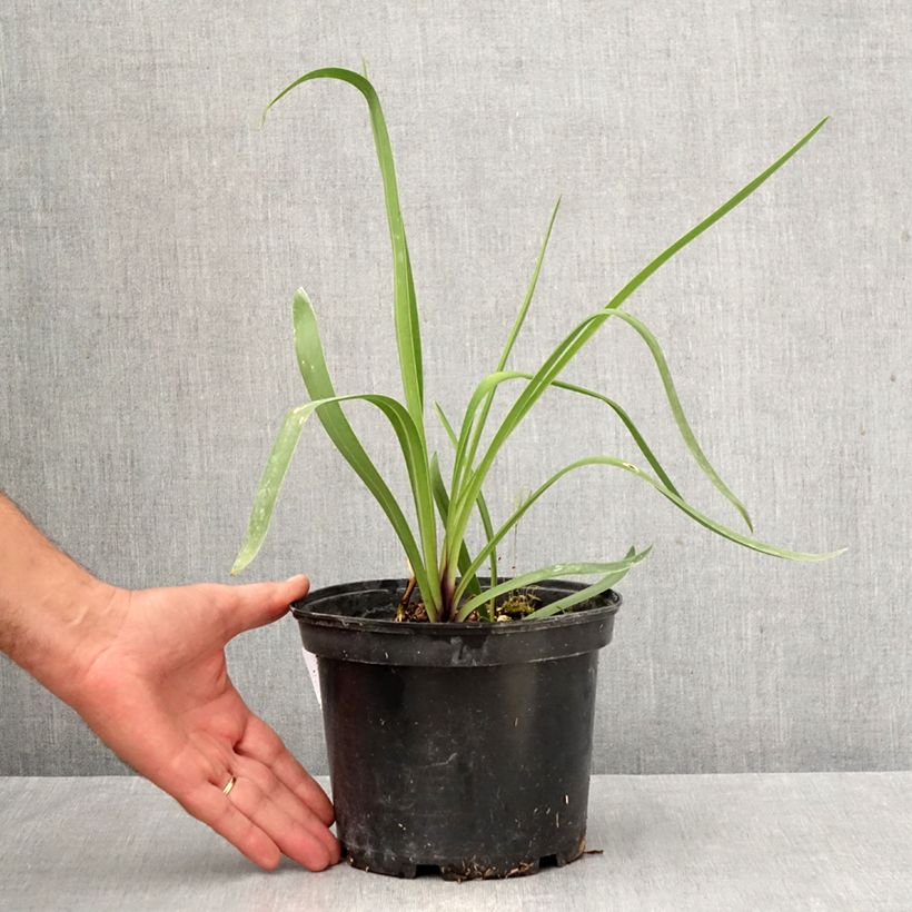 Example of Agapanthe Blue Infinity Pot de 2L/3L as you get in automne