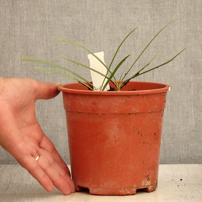 Spécimen de Agapanthe Blue Velvet Pot de 2L/3L tel que livré en été