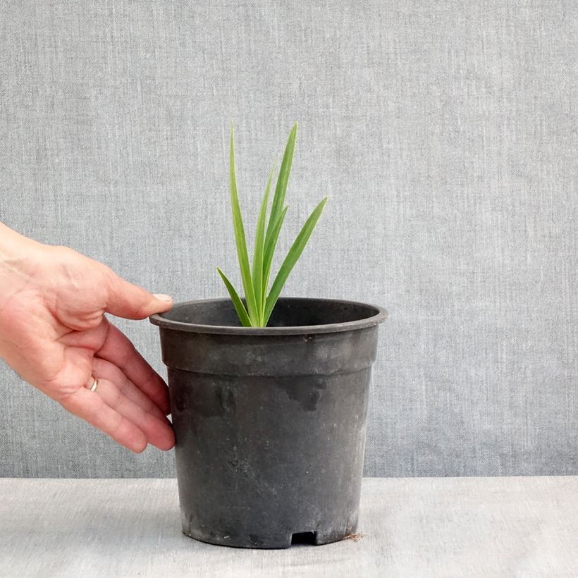 Example of Agapanthe Blue Velvet Pot de 2L/3L as you get in printemps