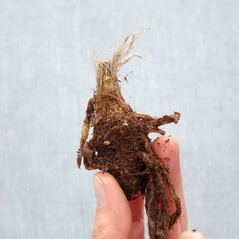 Example of Agapanthe Blue Velvet Racines nues, Qualité Extra équivalant à un pot de 2L as you get in hiver