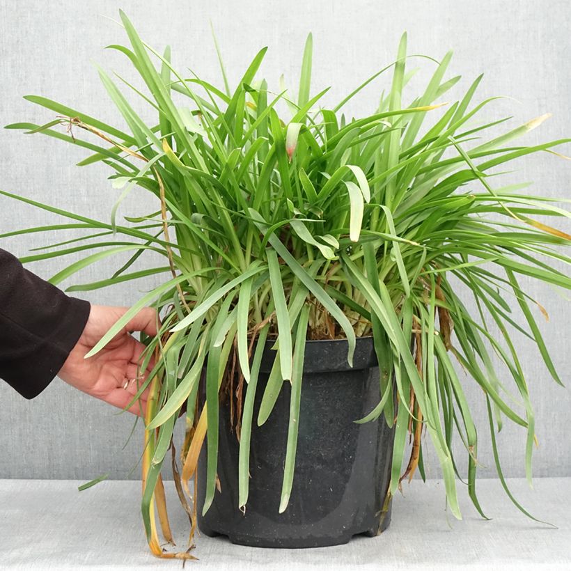 Spécimen de Agapanthe Bluestorm Pot de 7,5L/10L tel que livré au printemps