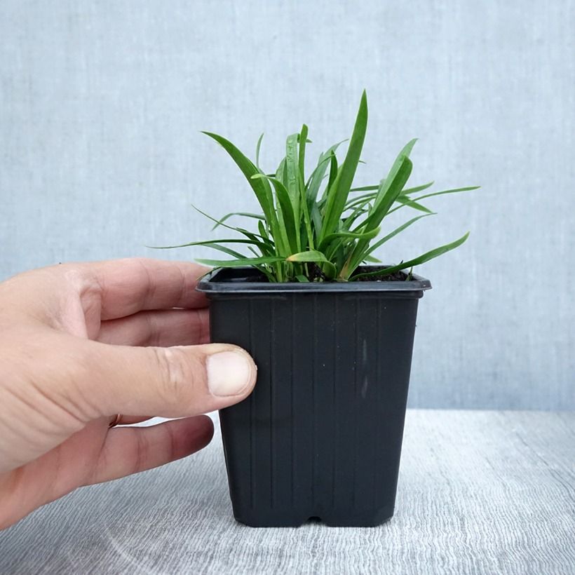 Example of Agapanthe Blush Pink Godet de 8/9 cm as you get in ete