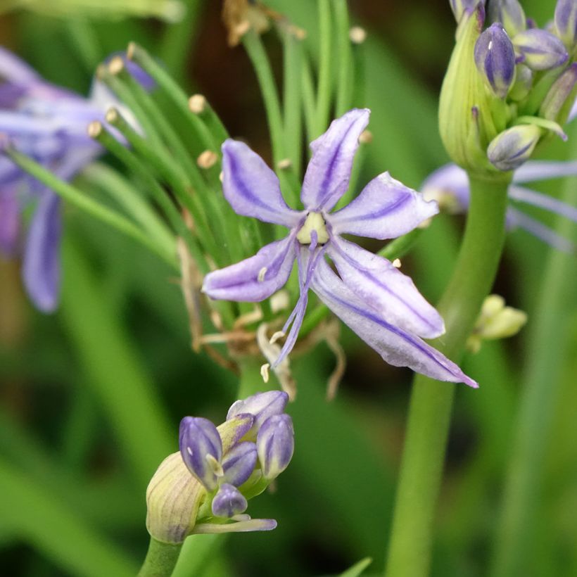Agapanthe Charlotte (Flowering)