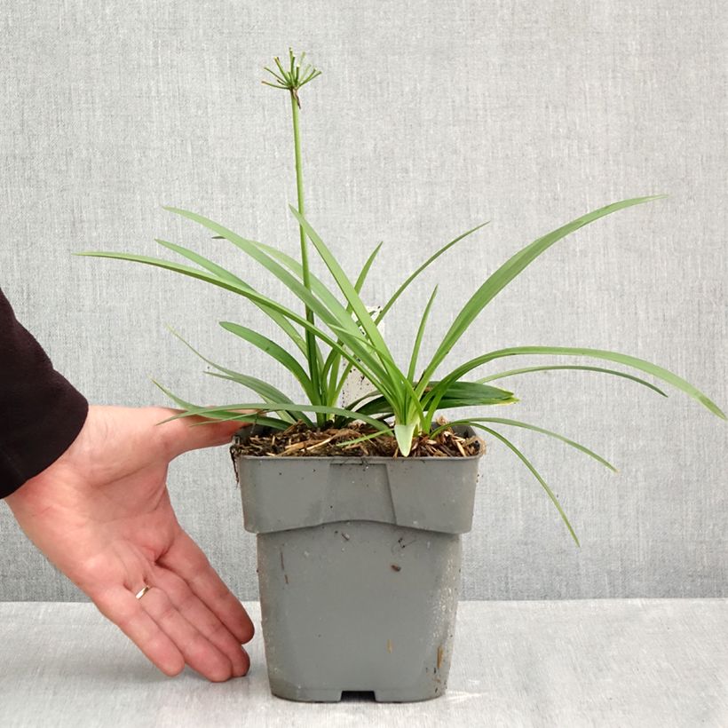Spécimen de Agapanthe Charlotte Pot de 2L/3L tel que livré en automne