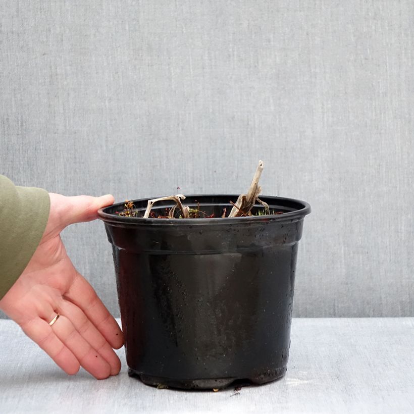 Example of Agapanthe Docteur Brouwer Pot de 2L/3L as you get in hiver